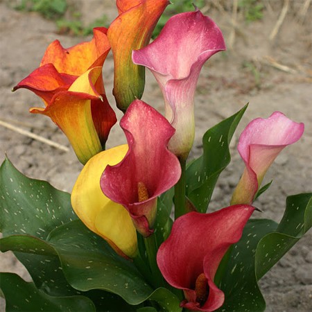Arum  -  5 variétés - Plante vivace bulbeuse - En cornet de 20 à 25 cm de long, très décoratives, qu'on pourra utiliser pour les bouquets